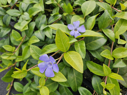 Vinca minor 'La Grave' - Maagdenpalm - 6 planten - ↕10-25cm - Ø9cm