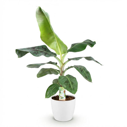 Musa acuminata Dwarf Cavendisch - Bananenplant - incl. pot wit - pot 21cm - hoogte 70-75cm