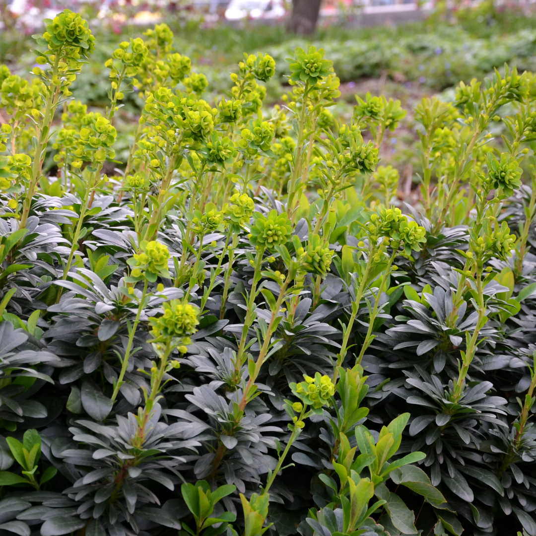 Euphorbia amygdaloides 'Robbiae' - Wolfsmelk