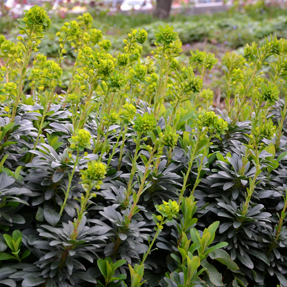 Euphorbia amygdaloides 'Robbiae' - Wolfsmelk