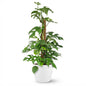Green boutiQ - Kamerplant - Mini Gatenplant - Monstera Minima Mosstok - Groen - Weinig onderhoud - 1 Plant - met Potter Wit - Pot 19cm - Hoogte 90cm