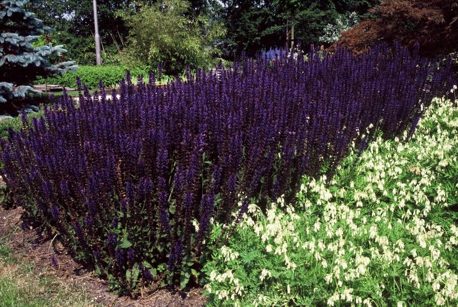 Salvia nememrosa 'Mainacht' - Siersalie