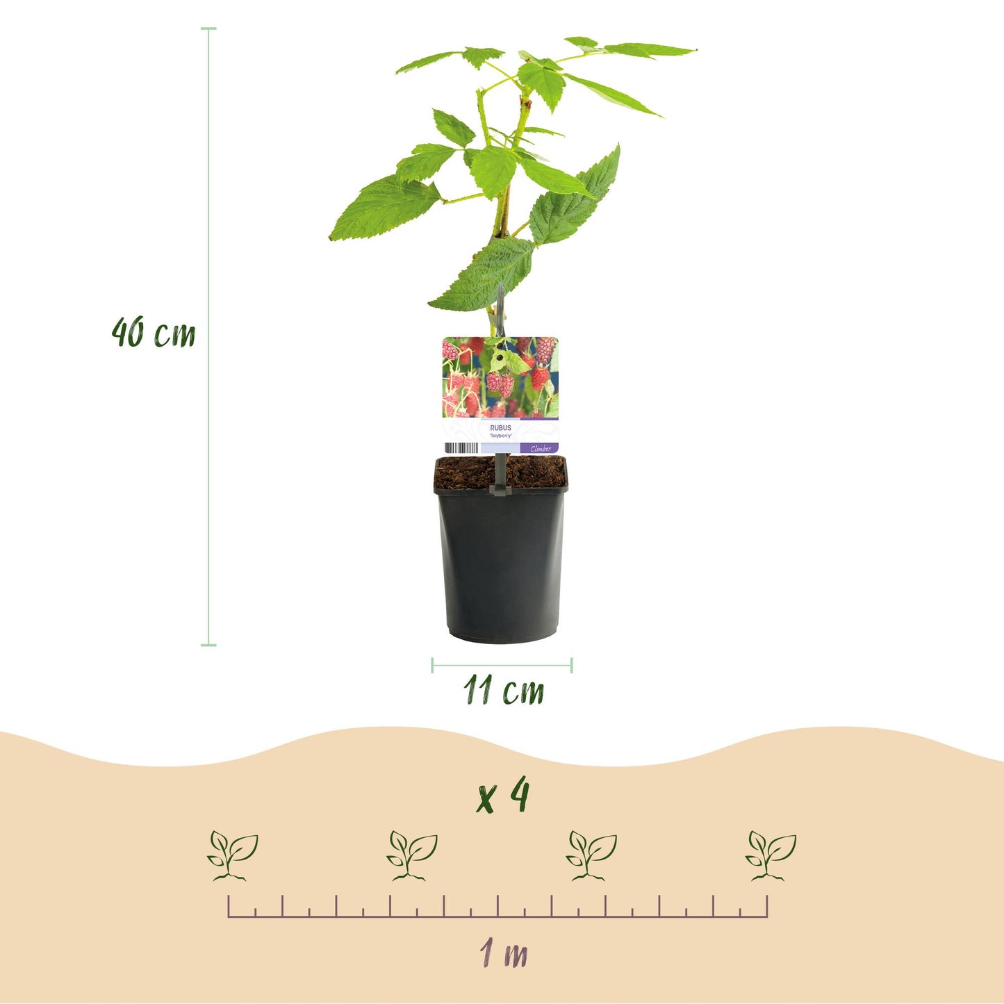 Rubus 'Tayberry' - Taybes - 2 planten -  Pot 11cm - Hoogte 40cm