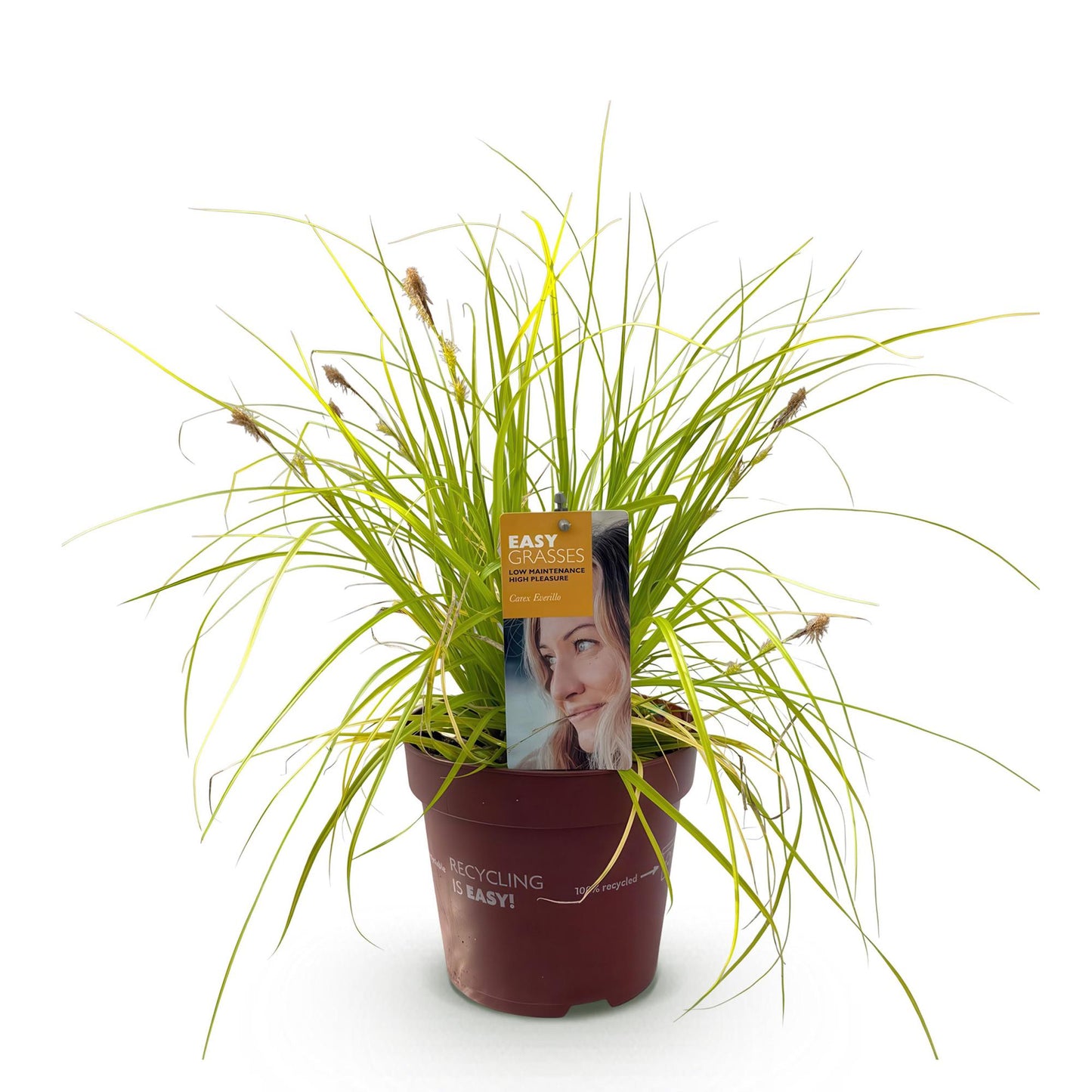 Green boutiQ - Siergrassen -  Carex oshimensis Everillo - Geel - 1 Planten - Groenblijvend - Winterhard - Pot 17cm Hoogte 50cm