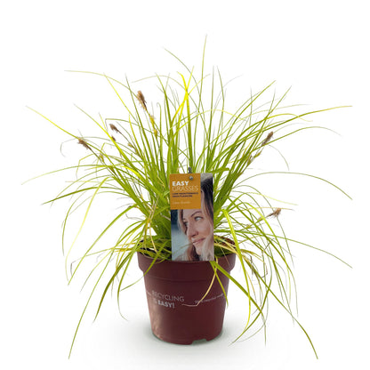 Green boutiQ - Siergrassen -  Carex oshimensis Everillo - Geel - 1 Planten - Groenblijvend - Winterhard - Pot 17cm Hoogte 50cm