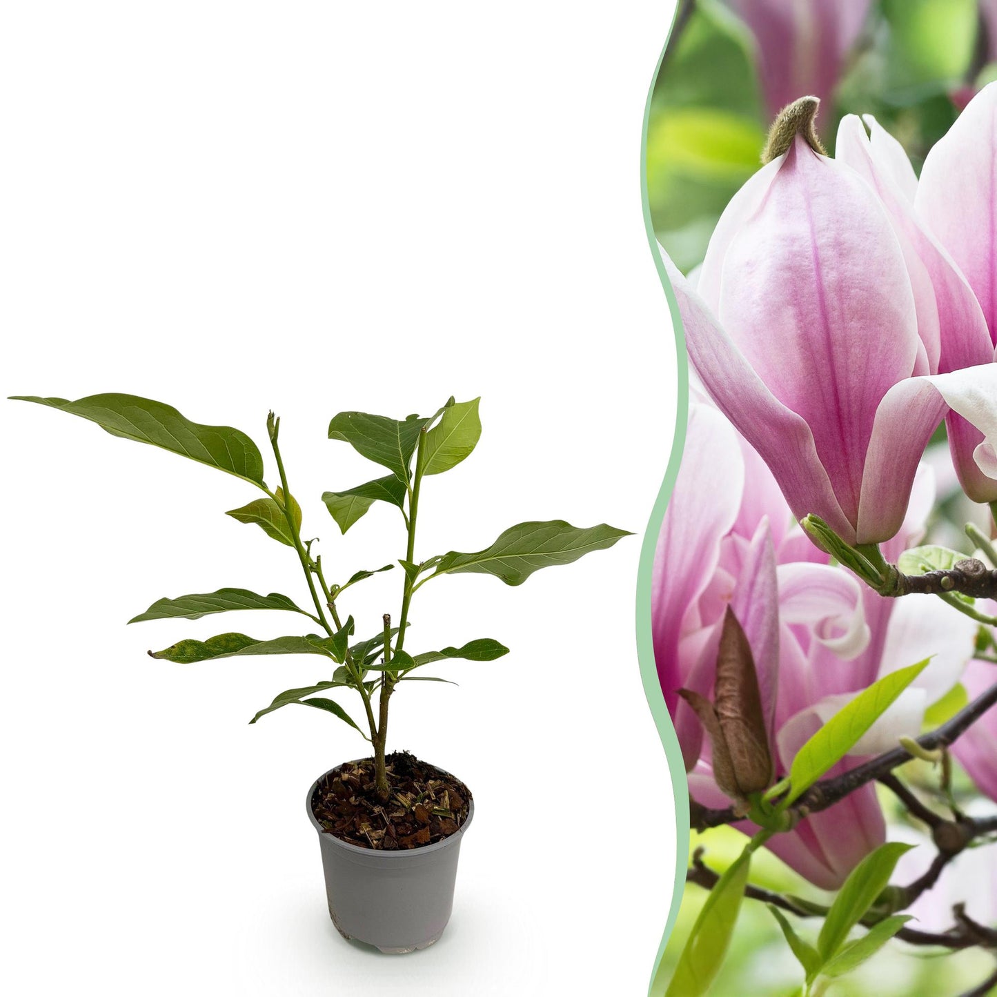 Magnolia 'George Henry Kern' - Magnolia - hoogte 30cm