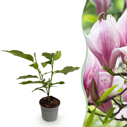 Magnolia 'George Henry Kern' - Magnolia - hoogte 30cm