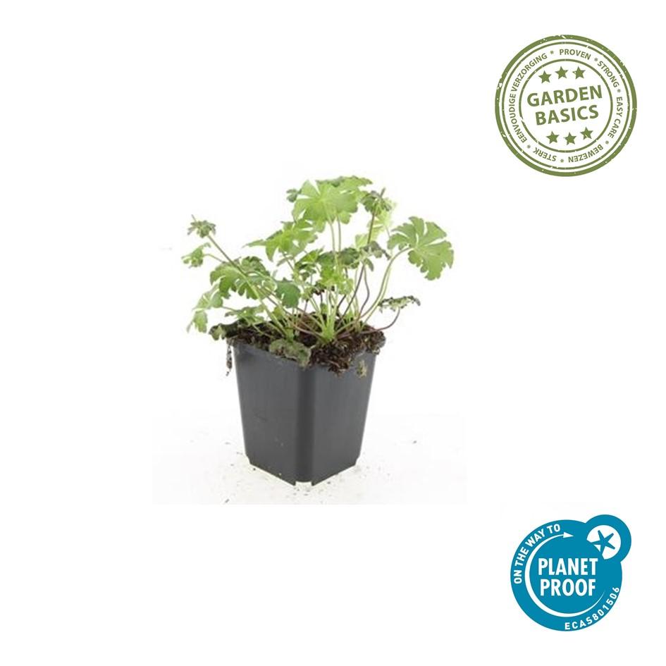 Geranium cantabrigiense 'Cambridge' Ooievaarsbek