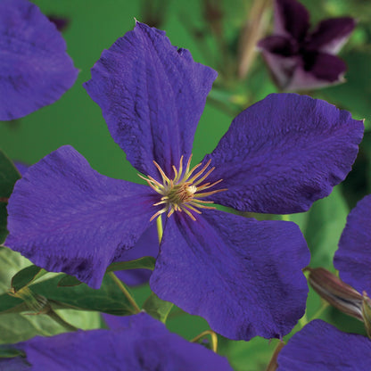 Clematis Jackmanii - Clematis - 2 planten - Pot 11cm - Hoogte 40cm