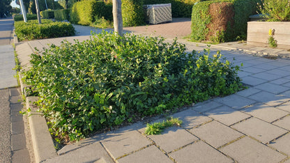 Euonymus fort. 'Coloratus' - Kardinaalshoed