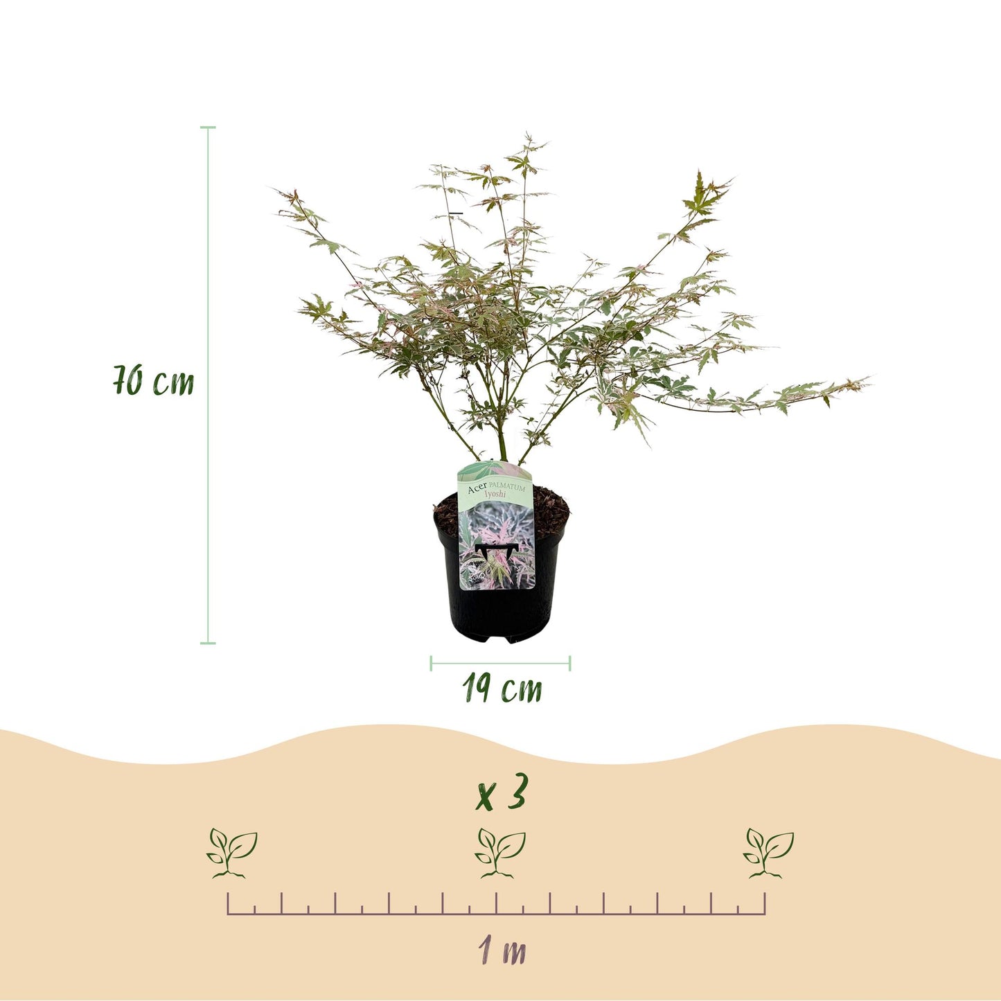Acer palmatum 'Lyoshi' - Japanse Esdoorn - hoogte 70cm