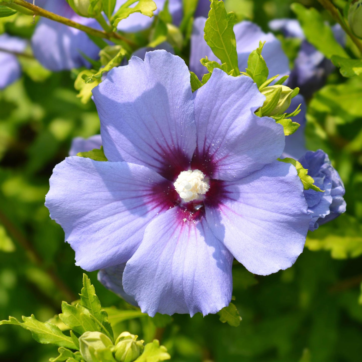 Hibiscus syriacus 'Oiseau Blue' - Altheastruik - hoogte 45cm