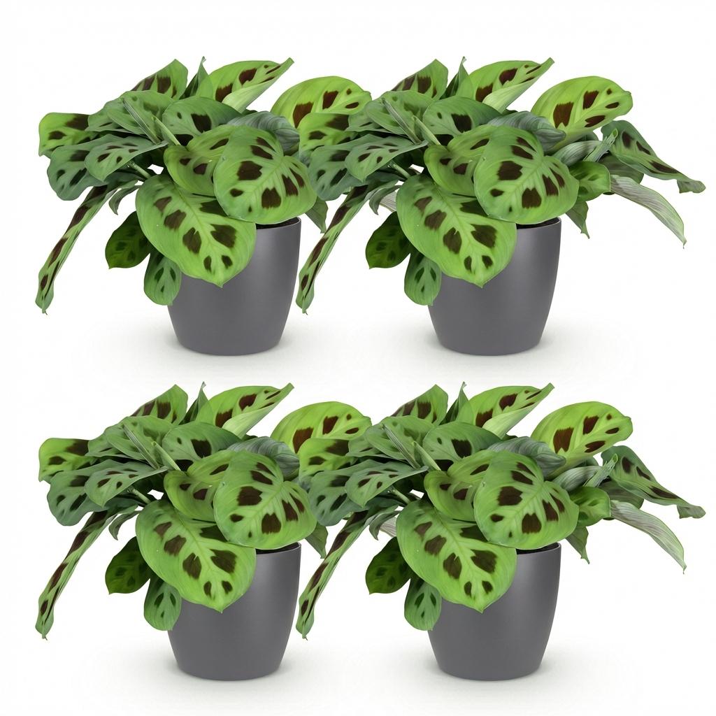 Green boutiQ - Kamerplant - Maranta Fascinator Kerchoveana - Zebraplant - Huisdiervriendelijke Plant - Groen - 4 Planten - met Potter Grijs - Pot 12cm - Hoogte 25cm