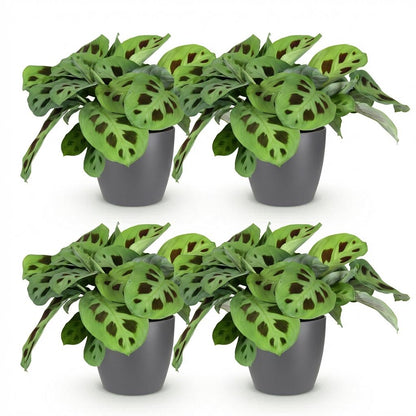 Green boutiQ - Kamerplant - Maranta Fascinator Kerchoveana - Zebraplant - Huisdiervriendelijke Plant - Groen - 4 Planten - met Potter Grijs - Pot 12cm - Hoogte 25cm