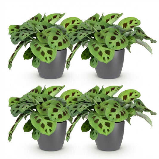 Green boutiQ - Kamerplant - Maranta Fascinator Kerchoveana - Zebraplant - Huisdiervriendelijke Plant - Groen - 4 Planten - met Potter Grijs - Pot 12cm - Hoogte 25cm
