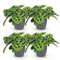 Green boutiQ - Kamerplant - Maranta Fascinator Kerchoveana - Zebraplant - Huisdiervriendelijke Plant - Groen - 4 Planten - met Potter Grijs - Pot 12cm - Hoogte 25cm