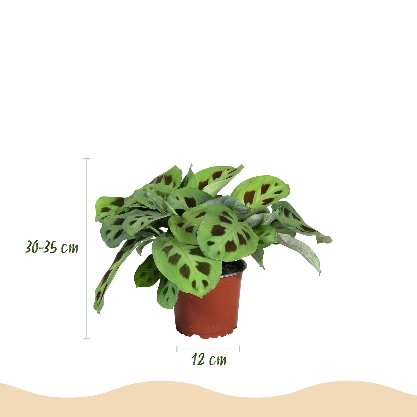 Green boutiQ - Kamerplant - Maranta Fascinator Kerchoveana - Gebedsplant - Huisdiervriendelijk - Groen - 4 Planten - Pot 12cm - Hoogte 30-35cm