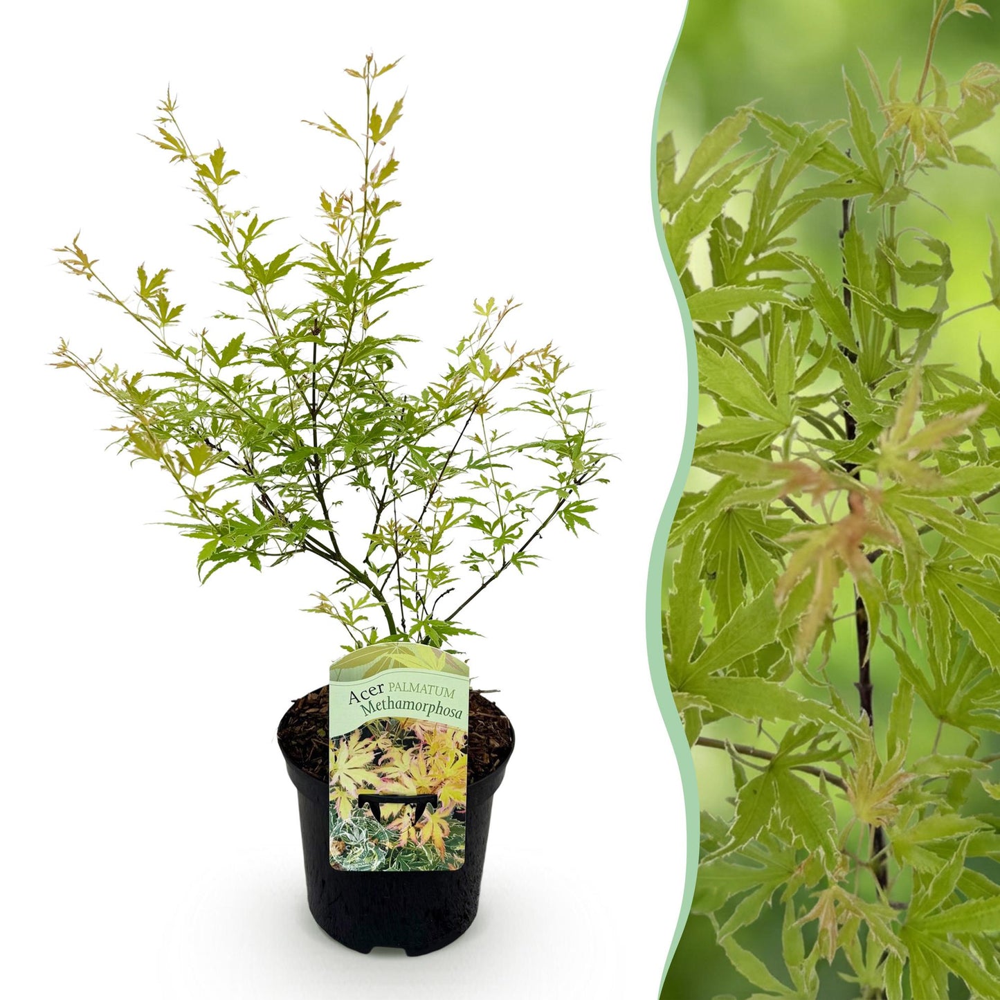 Acer palmatum 'Methamorphosa' - Japanse Esdoorn - hoogte 70cm