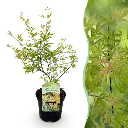 Acer palmatum 'Methamorphosa' - Japanse Esdoorn - hoogte 70cm