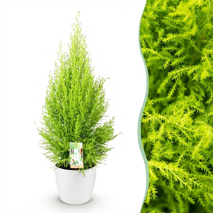 Cupressus Gold Crest Wilma - Kamerconifeer - incl. pot wit - pot 21cm - hoogte 85-95cm