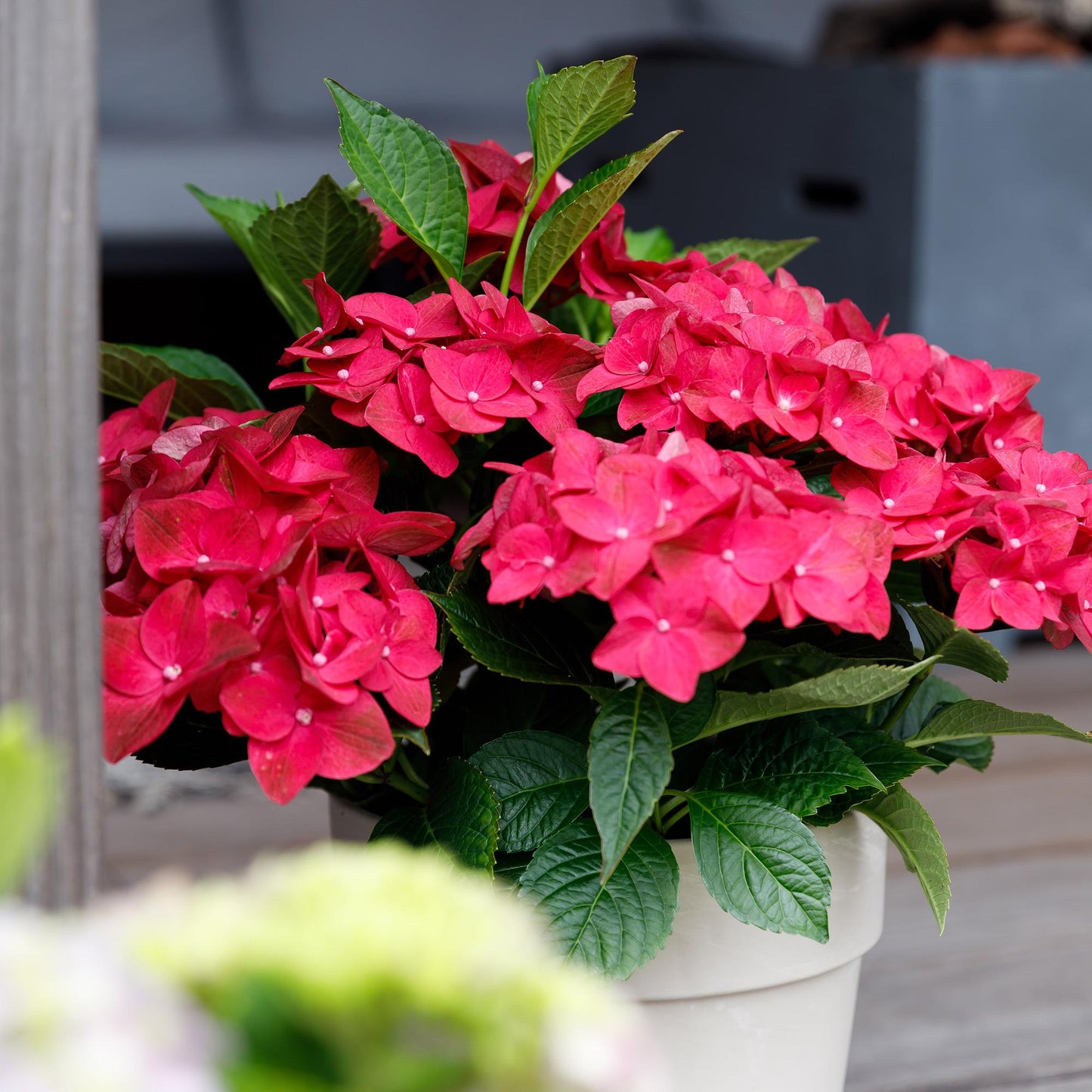 Hydrangea 'Magical Teusday & Saphire' - Rode Hortensia - 6-10 bloemen - hoogte 55cm