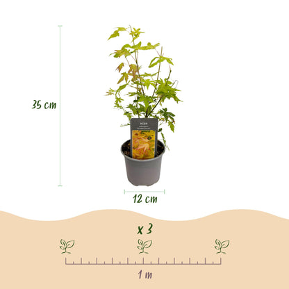 Acer palmatum 'Orange Dream' - Japanse Esdoorn - hoogte 35cm