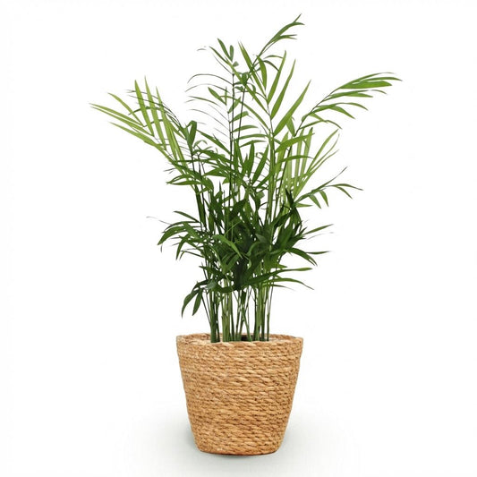 Green boutiQ - Kamerplant - Chamaedorea elegans - Goudpalm - Huisdiervriendelijke Plant - Groen - 1 Plant - met Mand - Pot 12cm - Hoogte 15cm