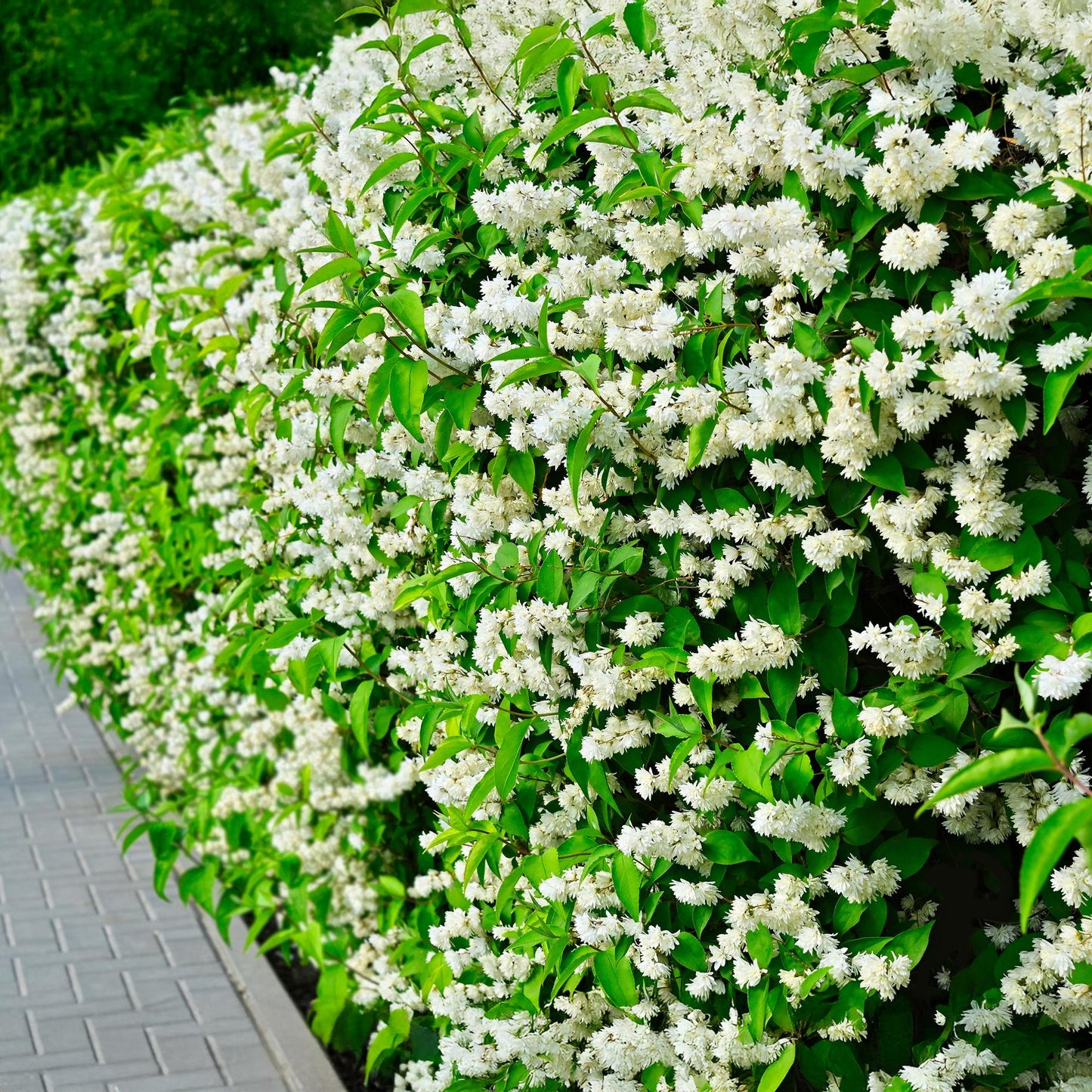 Philadelphus 'Snowbelle' - Boerenjasmijn - hoogte 45cm