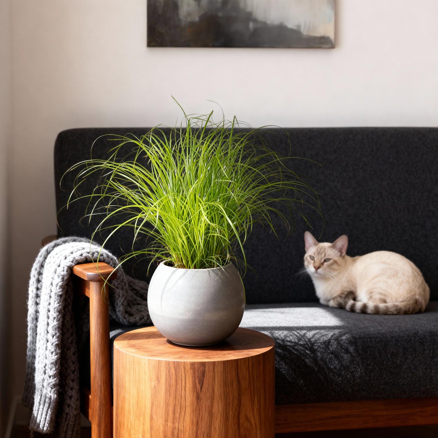 Green boutiQ - Kamerplant - Cyperus alternifolius Zumula - Kattengras - Huisdiervriendelijk - Groen - 2 Planten - Pot 12cm - Hoogte 28-30cm