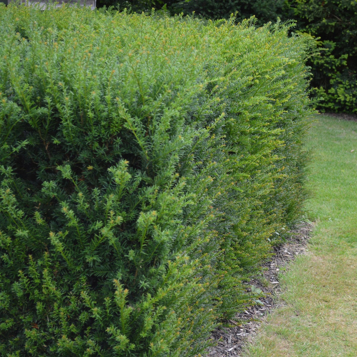 Taxus baccata - Venijnboom - hoogte 60cm