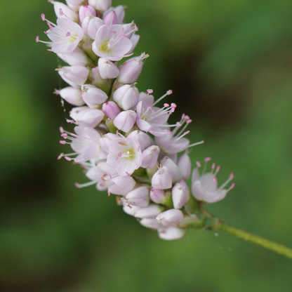 Persicaria bistorta 'Superba' - Adderwortel