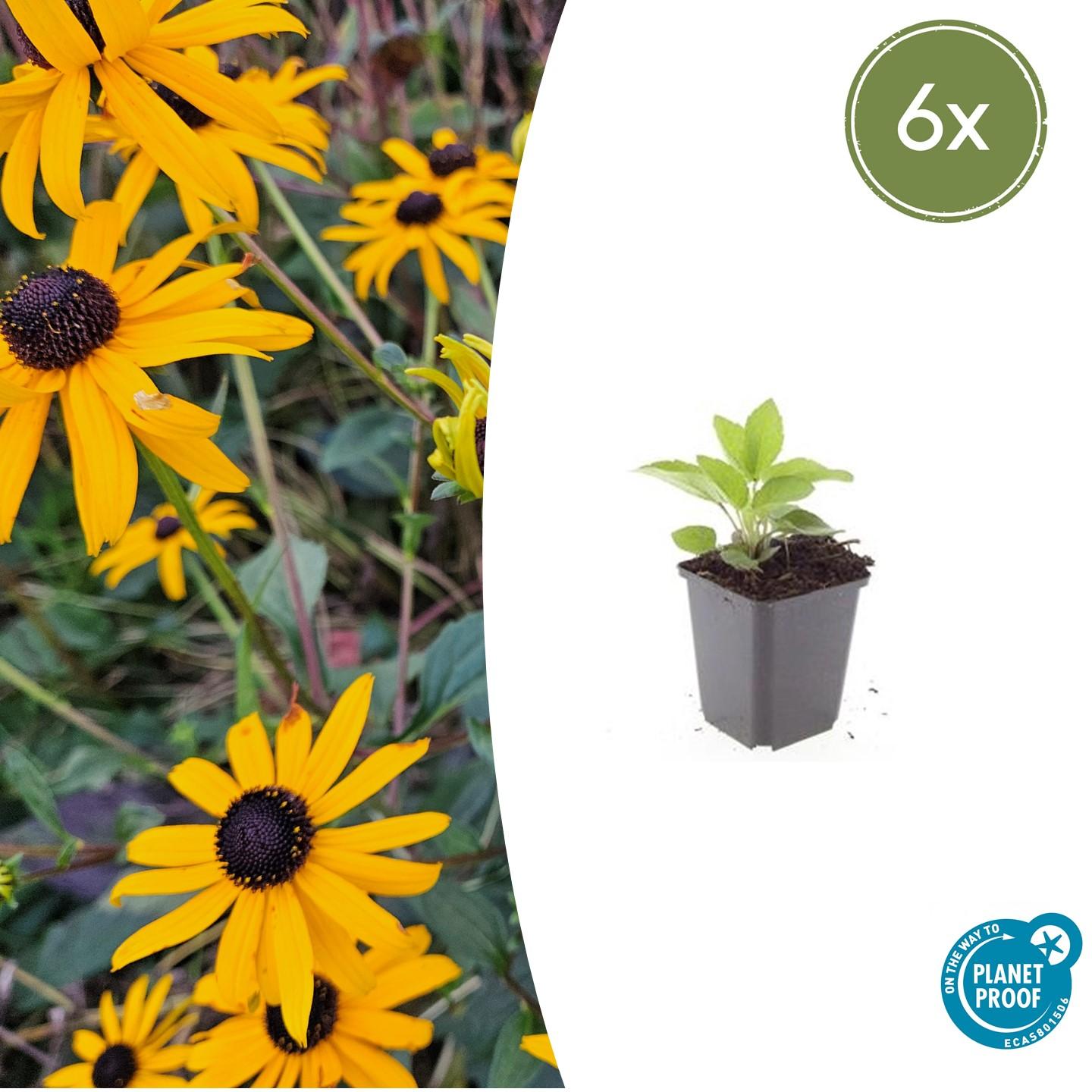 Rudbeckia fulgida 'Goldsturm' - Gele Zonnehoed