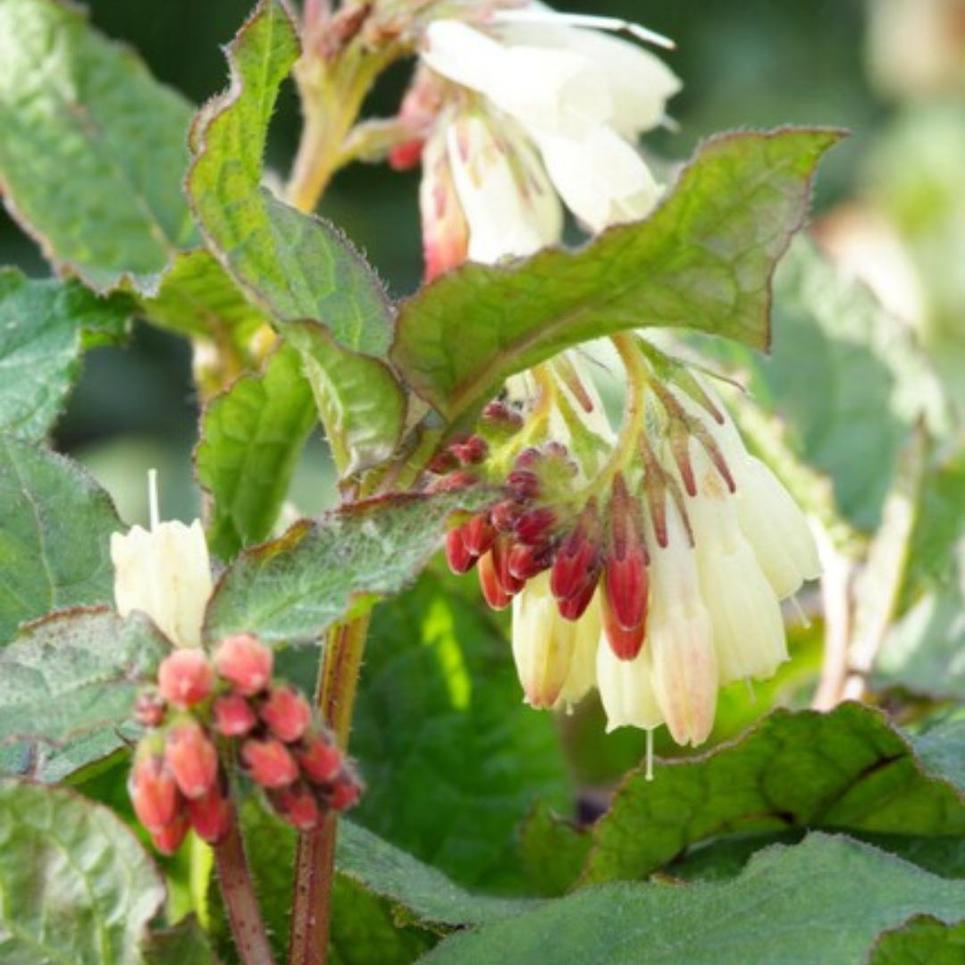 Symphytum grandiflorum - Smeerwortel