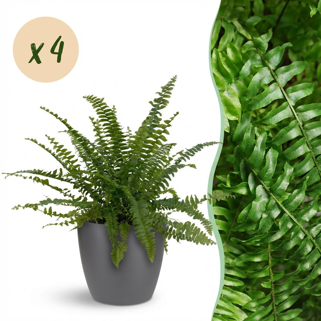 Green boutiQ - Kamerplant - Nephrolepsis exaltata Green Lady - Varen - Huisdiervriendelijke Plant - Groen - 4 Planten - met Potter Grijs - Pot 12cm - Hoogte 25cm