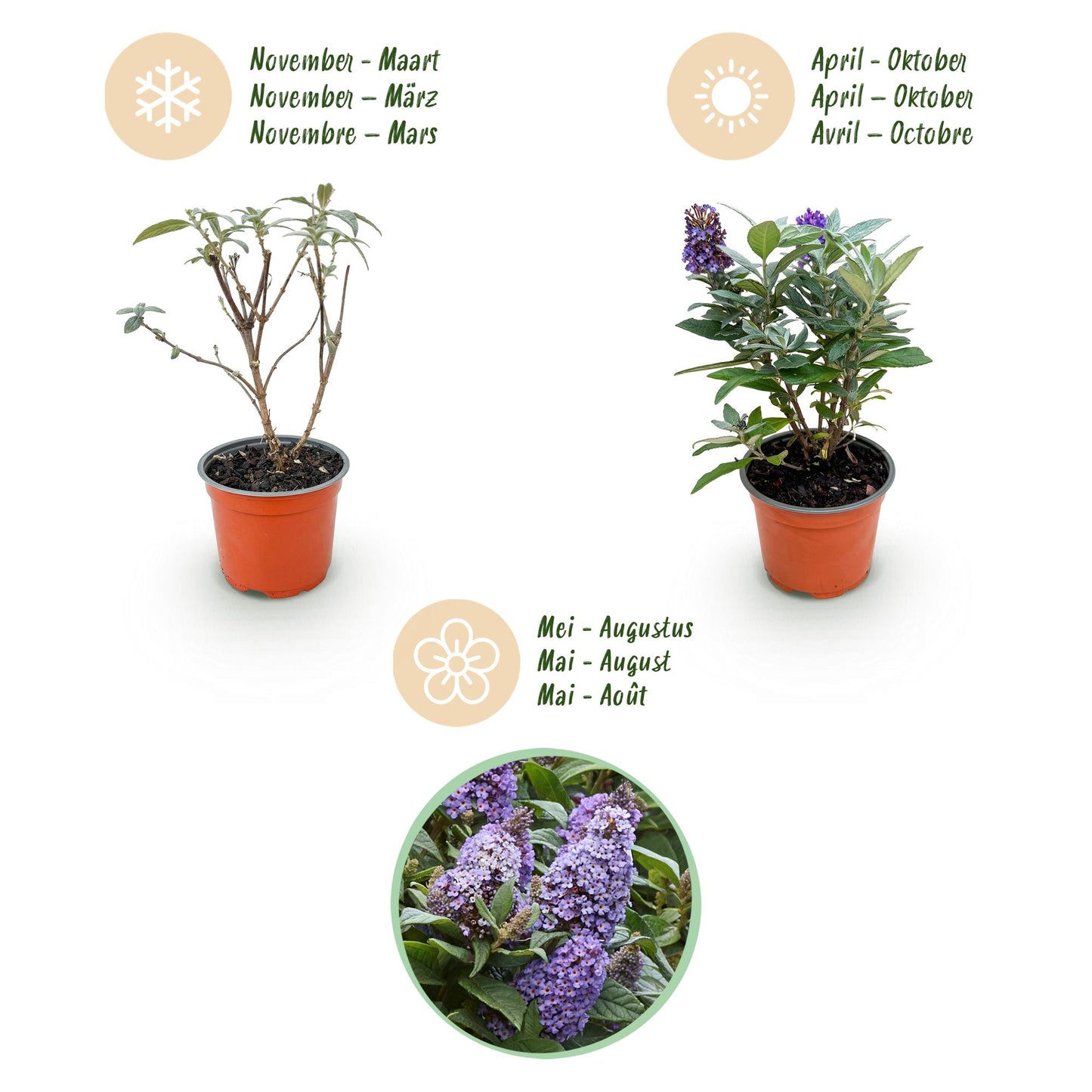 Buddleja davidii 'Butterfly Candy Little Lila' - Vlinderstruik - hoogte 20-25cm