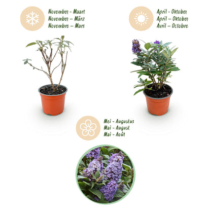 Buddleja davidii 'Butterfly Candy Little Lila' - Vlinderstruik - hoogte 20-25cm
