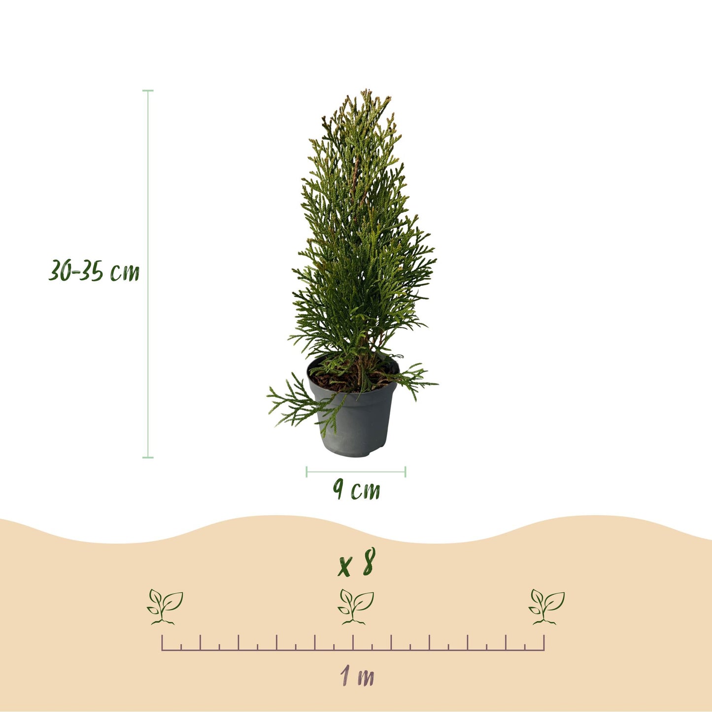 Thuja occidentalis 'Smaragd' - Westerse Levensboom - hoogte 30cm