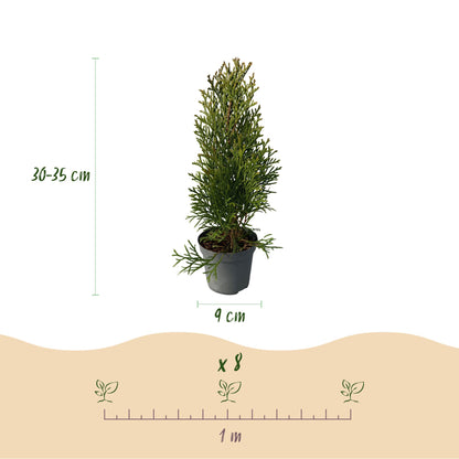 Thuja occidentalis 'Smaragd' - Westerse Levensboom - hoogte 30cm