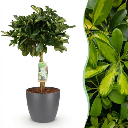 Schefflera Gold Capelle - Vingerboom - incl. pot grijs - pot 21cm - hoogte 70-80cm