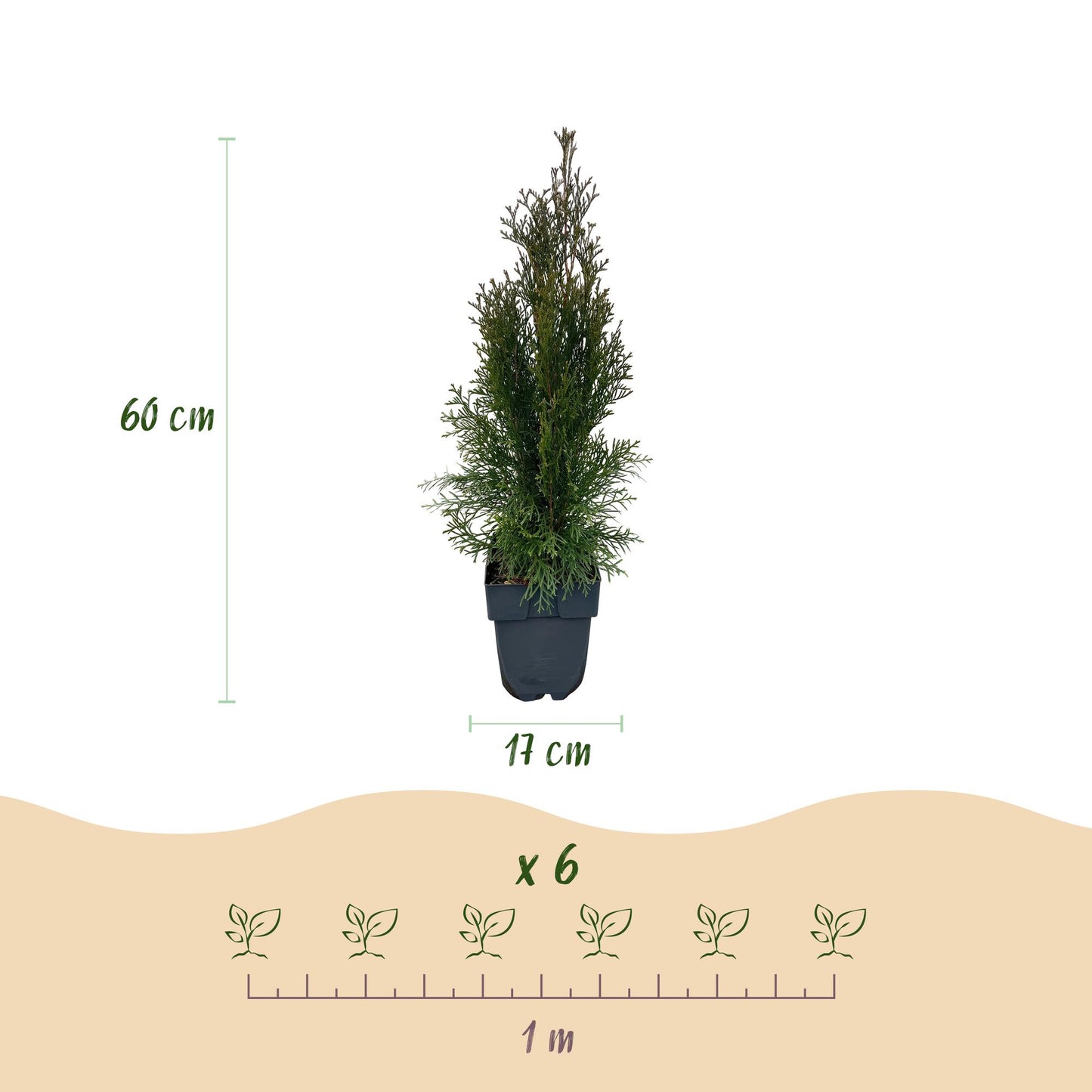 Thuja occidentalis 'Smaragd' - Westerse Levensboom - hoogte 55cm