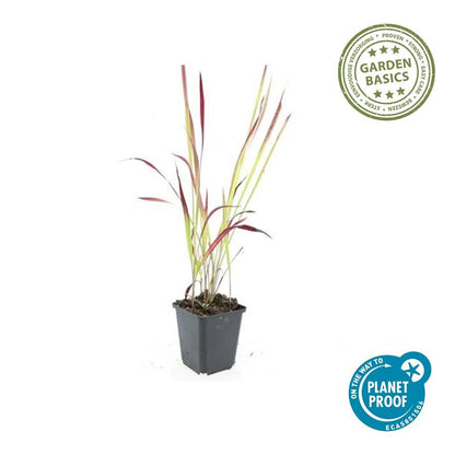 Imperata cylindrica 'Red Baron' Japans Bloedgras