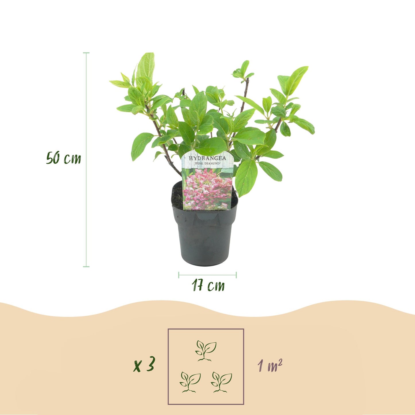 Green boutiQ - Pluim Hortensia - Hydrangea panniculata Pink Diamond - Bloem Wit Roze  - 3 Planten - 1 m2 - Bladverliezend - Grote Bloemen - Pot 17cm Hoogte 50cm