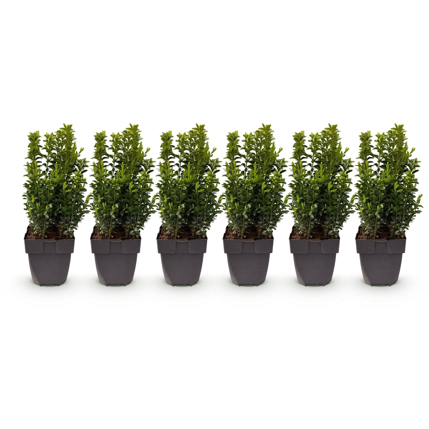 Buxus sempervirens - Palmboompje - hoogte 40-45cm