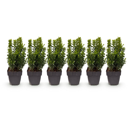 Buxus sempervirens - Palmboompje - hoogte 40-45cm
