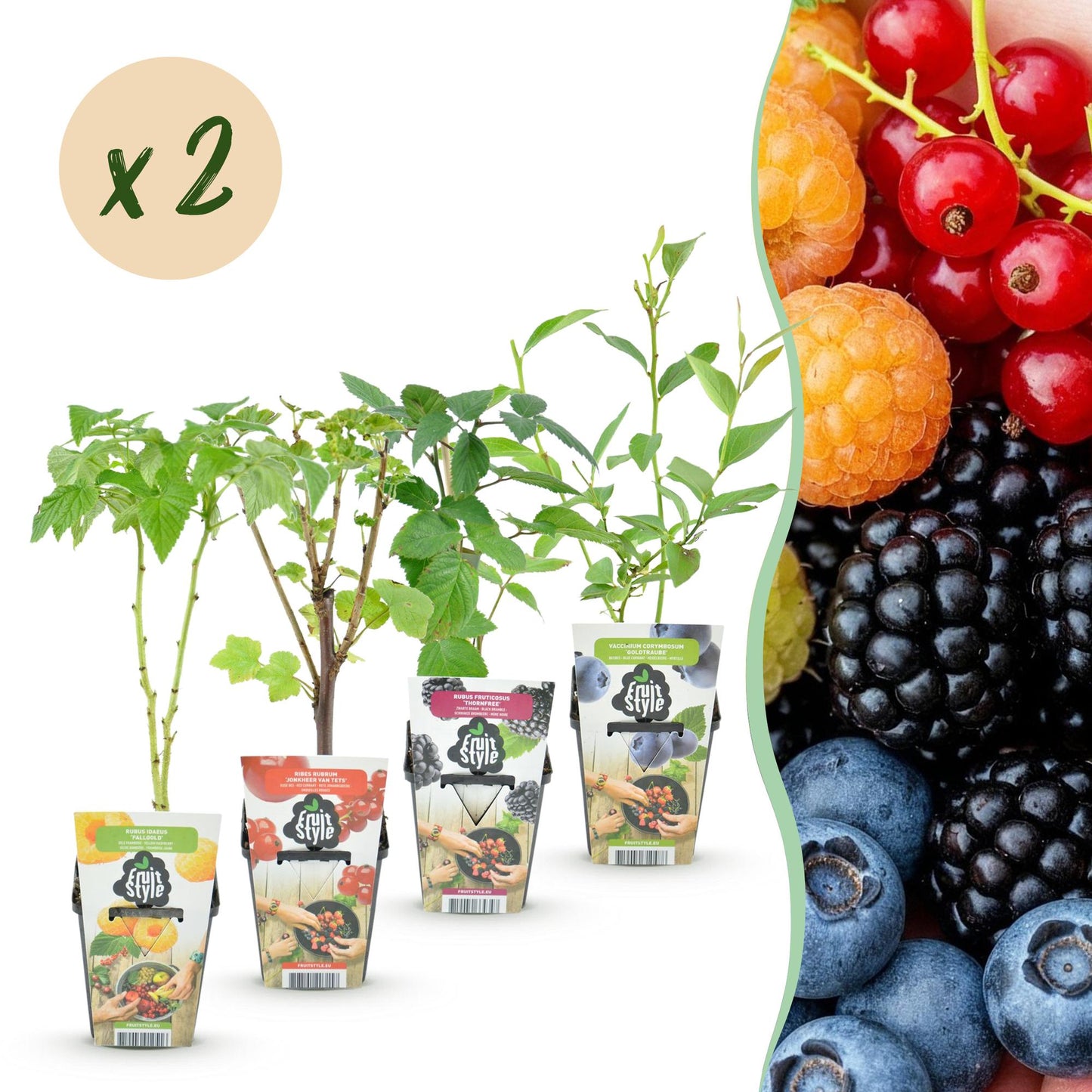 Fruitplantenmix Geanne - 2x Rode Bes, 2x Gele Framboos, 2x Zwarte Braam, 2x Blauwe Bes