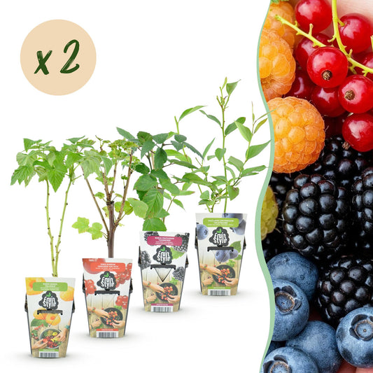 Fruitplantenmix Geanne - 2x Rode Bes, 2x Gele Framboos, 2x Zwarte Braam, 2x Blauwe Bes