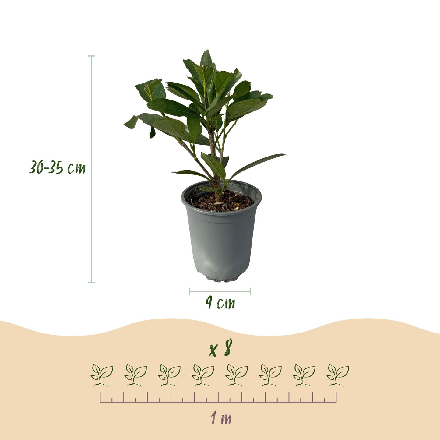 Prunus laurocerasus 'Caucasica' - Laurierkers - hoogte 30-35cm