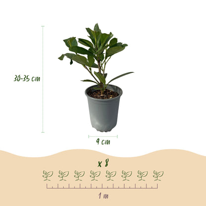 Prunus laurocerasus 'Caucasica' - Laurierkers - hoogte 30-35cm
