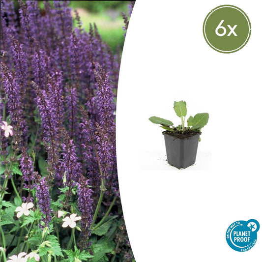 Salvia nememrosa 'Mainacht' - Siersalie