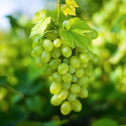 Vitis vinifera 'Himrod' - pitarme Witte Druif